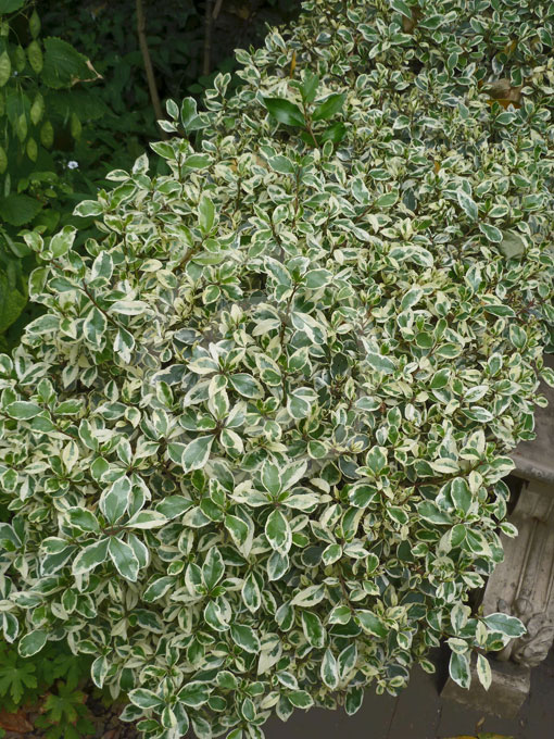 Variegated Italian Buckthorn